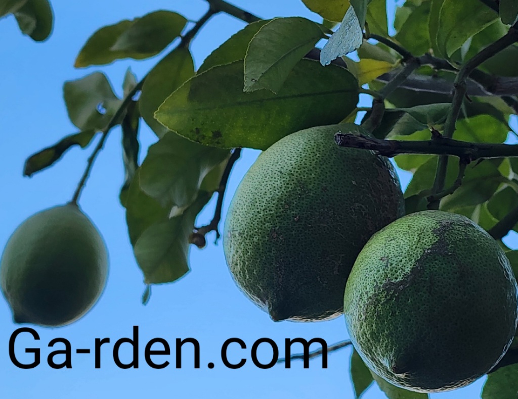 ������ ������ �����, �����, ������ ��� ����